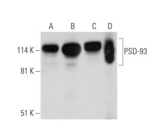 PSD-93 Antibody (A-6) - Western Blotting - Image 344494 