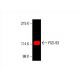 PSD-93 Antibody (A-6) - Western Blotting - Image 394011 