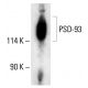 PSD-93 Antibody (A-6) - Western Blotting - Image 412227