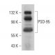 PSD-95 Antibody (4E182) - Western Blotting - Image 377225