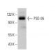 PSD-95 Antibody (4E182) - Western Blotting - Image 377228 