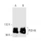 PSD-95 Antibody (7E3) - Western Blotting - Image 10418 
