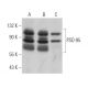 PSD-95 Antibody (7E3) - Western Blotting - Image 373442