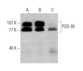 western blotting image from recommended PSD-95 (7E3) monoclonal antibody replacement. Image 372314