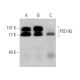 western blotting image from recommended PSD-95 (7E3) monoclonal antibody replacement. Image 372314