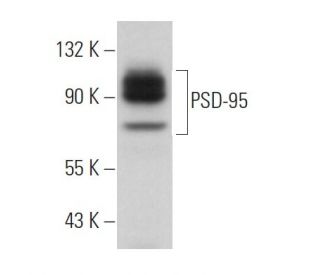 PSD-95 Antibody (6G6) - Western Blotting - Image 373440The Double Nickase Plasmid features a U6 promoter for sgRNA expression, a 20 nt targeting sequence, and a gRNA scaffold to guide Cas9n. It includes a CBh promoter for Cas9n (D10A) and puromycin resistance, GFP for transfection verification, and nuclear localization signals (NLS). The 2A peptide allows co-expression of Cas9n and Puro from a single promoter, enabling precise genome editing with reduced off-target effects. 