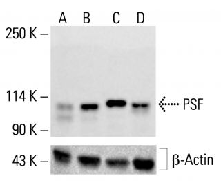 PSF Antibody (39-1) - Western Blotting - Image 412760 