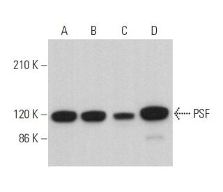 PSF Antibody (D-8) - Western Blotting - Image 359633 
