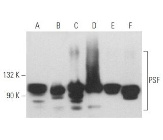 PSF Antibody (G-7) - Western Blotting - Image 357767 