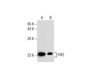 Psf2 Antibody (F-7) - Western Blotting - Image 157499 