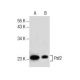 Psf2 Antibody (F-7) - Western Blotting - Image 157499 