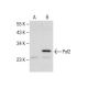Psf2 Antibody (F-7) - Western Blotting - Image 281393 