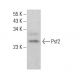 Psf2 Antibody (F-7) - Western Blotting - Image 382826