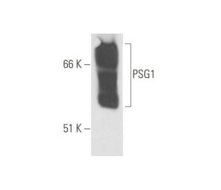 PSG1 Antibody (BAP3) - Western Blotting - Image 57854