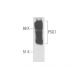 PSG1 Antibody (BAP3) - Western Blotting - Image 57854