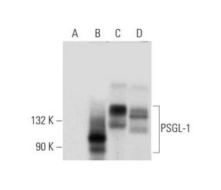 PSGL-1 Antibody (C-9) - Western Blotting - Image 304369