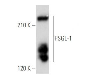 PSGL-1 Antibody (C-9) - Western Blotting - Image 355770 
