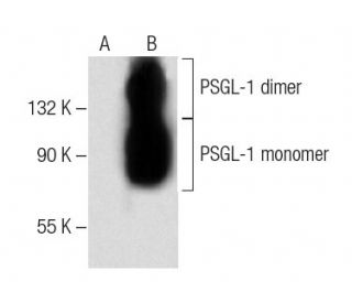 PSGL-1 Antibody (G-9) - Western Blotting - Image 141700 