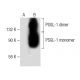 PSGL-1 Antibody (G-9) - Western Blotting - Image 141700 