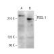PSGL-1 Antibody (G-9) - Western Blotting - Image 382754
