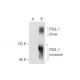 PSGL-1 Antibody (H-1) - Western Blotting - Image 141275