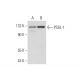 PSGL-1 Antibody (H-1) - Western Blotting - Image 304370 