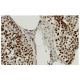 PSIP1 Antibody (3F7) - Immunohistochemistry - Image 36285