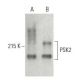 PSK2 Antibody (22) - Western Blotting - Image 396683