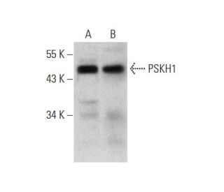 PSKH1 Antibody (E-9) - Western Blotting - Image 320215 
