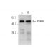 PSKH1 Antibody (E-9) - Western Blotting - Image 320215 