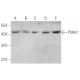 PSKH1 Antibody (E-9) - Western Blotting - Image 375970