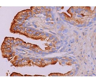 PSM Antibody (F-2) - Immunohistochemistry - Image 388707 