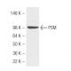 PSM Antibody (k1H7) - Western Blotting - Image 47902