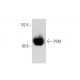 PSM Antibody (k1H7) - Western Blotting - Image 59775 