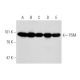 PSM Antibody (k1H7) - Western Blotting - Image 144635 