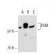 PSM Antibody (YPSMA-1) - Western Blotting - Image 31008