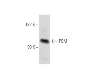 PSM Antibody (YPSMA-1) - Western Blotting - Image 59776 