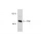PSM Antibody (YPSMA-1) - Western Blotting - Image 59776 