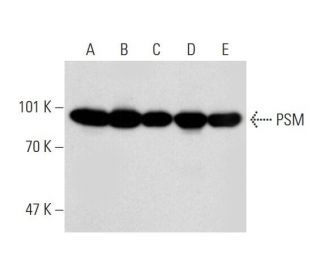 PSM Antibody (k1H7) - Western Blotting - Image 144635