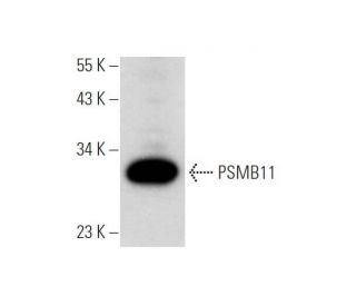 PSMB11 Antibody (A-5) - Western Blotting - Image 319529