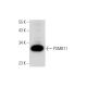 PSMB11 Antibody (A-5) - Western Blotting - Image 319529