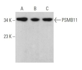 PSMB11 Antibody (H-1) - Western Blotting - Image 369930 