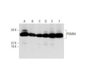 PSMB4 Antibody (H-3) - Western Blotting - Image 290962 