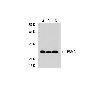 PSMB6 Antibody (JQ-3) - Western Blotting - Image 20319 