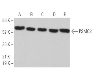 PSMC2 Antibody (C-1) - Western Blotting - Image 362989 