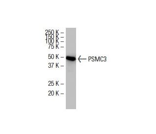 PSMC3 Antibody (28-K) - Western Blotting - Image 33834 