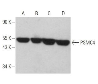 PSMC4 Antibody (H-2) - Western Blotting - Image 359239 
