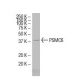 PSMC6 Antibody (34-Q) - Western Blotting - Image 33838