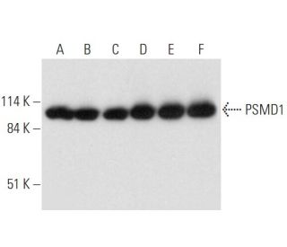 PSMD1 Antibody (A-3) - Western Blotting - Image 332813 