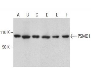 PSMD1 Antibody (C-7) - Western Blotting - Image 399139 